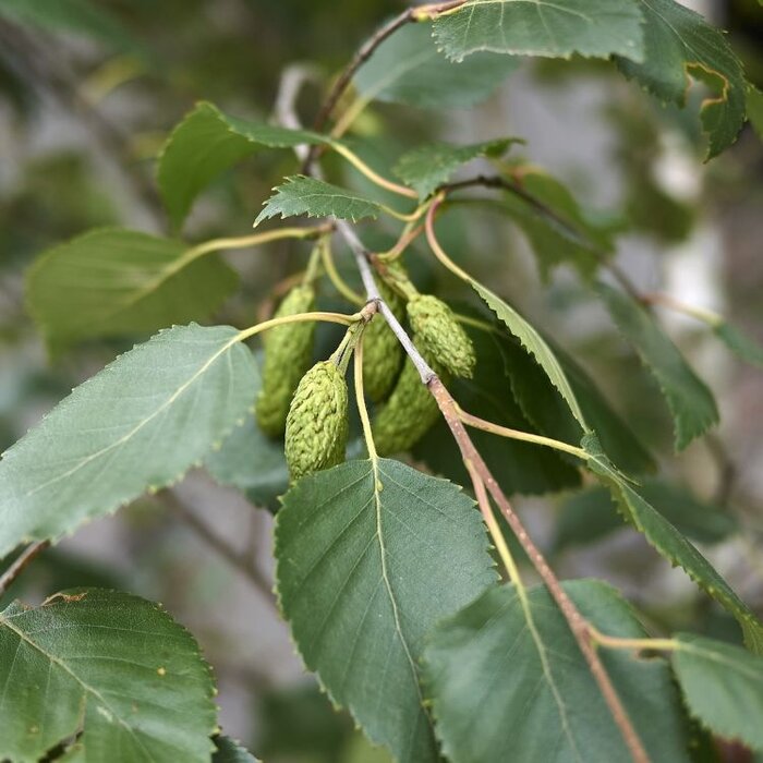 Betula pubescens - Zachte berk (Kale wortel)