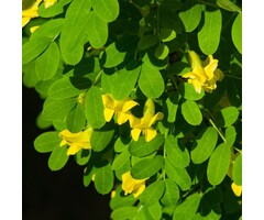 Caragana arborescens - Erwtenstruik (Kale wortel)