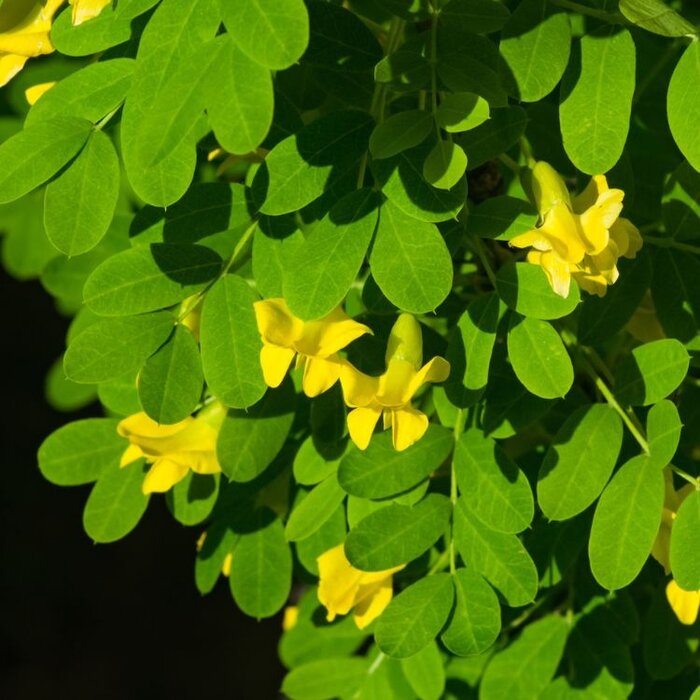 Caragana arborescens - Erwtenstruik (Kale wortel) PRE-ORDER