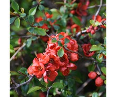 Chaenomeles japonica - Japanse sierkwee (Kale wortel)