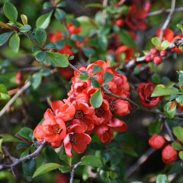 Chaenomeles japonica - Japanse sierkwee (Kale wortel)