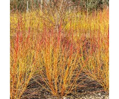 Cornus sanguinea - Rode kornoelje (Kale wortel)