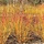 Cornus sanguinea - Rode kornoelje (Kale wortel) -> PRE-ORDER