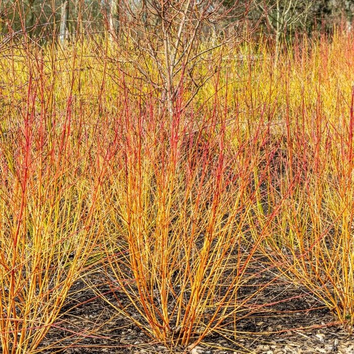 Cornus sanguinea - Rode kornoelje (Kale wortel)