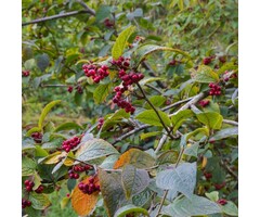 Cotoneaster bullatus - Dwergmispel (Kale wortel)