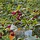 Cotoneaster bullatus - Dwergmispel (Kale wortel) -> PRE-ORDER