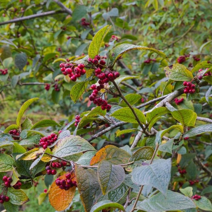 Cotoneaster bullatus - Dwergmispel (Kale wortel)