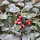 Cotoneaster franchettii - Dwergmispel (Kale wortel) -> PRE-ORDER