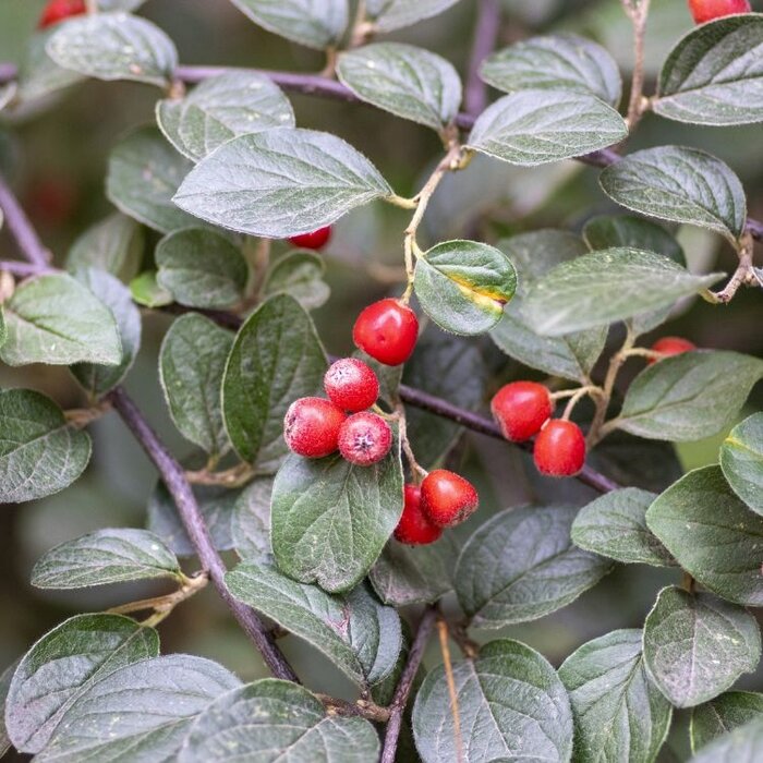Cotoneaster franchettii - Dwergmispel (Kale wortel) PRE-ORDER