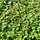 Cotoneaster lucidus - Dwergmispel (Kale wortel) -> PRE-ORDER