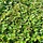 Cotoneaster lucidus - Dwergmispel (Kale wortel)