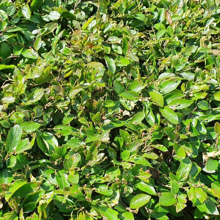 Cotoneaster lucidus - Dwergmispel (Kale wortel) PRE-ORDER