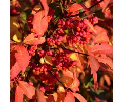 Euonymus europaeus - Wilde kardinaalsmuts (Kale wortel)