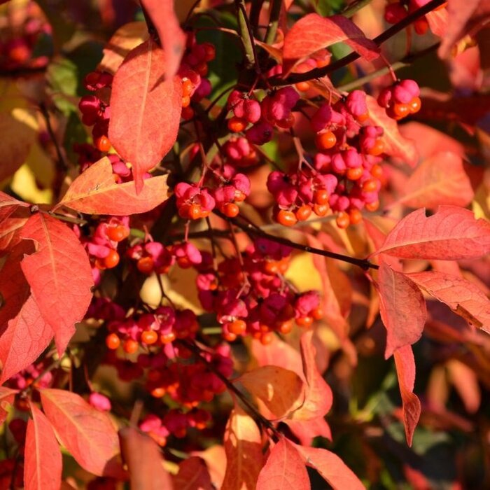 Euonymus europaeus - Wilde kardinaalsmuts (Kale wortel)