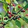 Frangula alnus - Gewone vuilboom (Kale wortel) -> PRE-ORDER