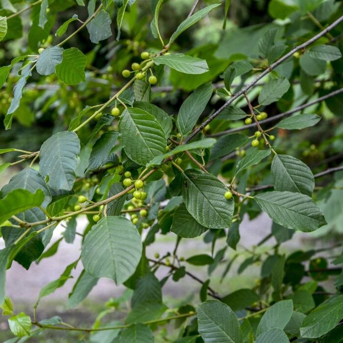 Frangula alnus - Gewone vuilboom (Kale wortel) PRE-ORDER