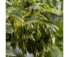 Fraxinus excelsior - Gewone es (Kale wortel)