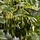 Fraxinus excelsior - Gewone es (Kale wortel) -> PRE-ORDER