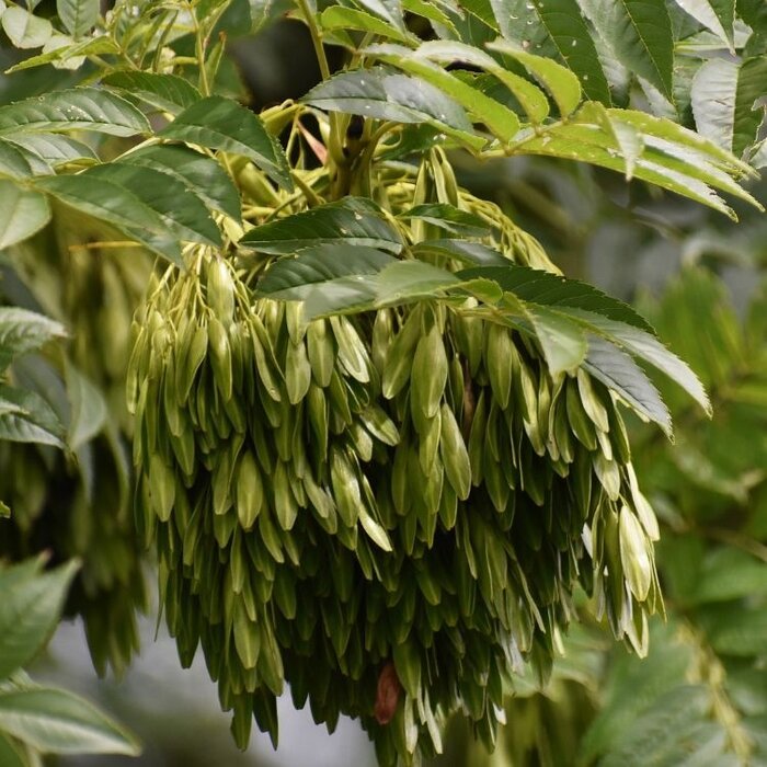 Fraxinus excelsior - Gewone es (Kale wortel) PRE-ORDER