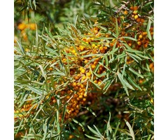 Hippophae rhamnoides - Duindoorn (Kale wortel)