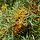 Hippophae rhamnoides - Duindoorn (Kale wortel) -> PRE-ORDER