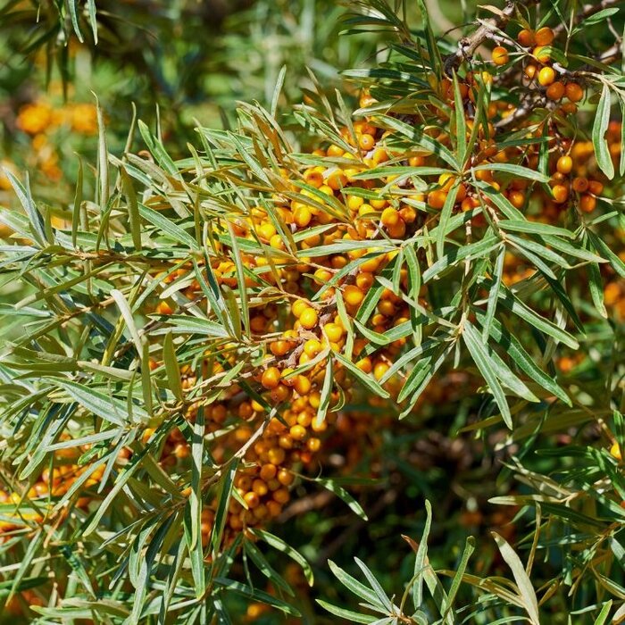 Hippophae rhamnoides - Duindoorn (Kale wortel)