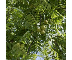 Juglans nigra - Zwarte walnoot (Kale wortel)