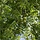 Juglans nigra - Zwarte walnoot (Kale wortel) -> PRE-ORDER