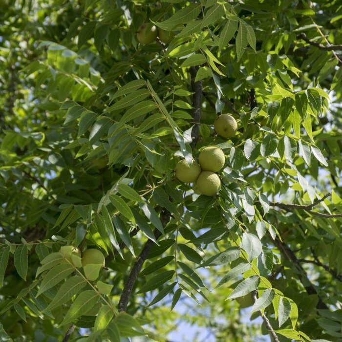 Juglans nigra - Zwarte walnoot (Kale wortel) PRE-ORDER