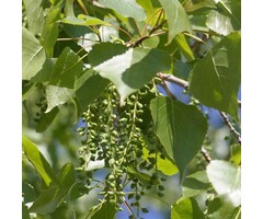 Populus canadensis 'Serotina de Selys' - Canadapopulier (Kale wortel)