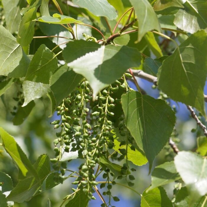 Populus canadensis 'Serotina de Selys' - Canadapopulier (Kale wortel)