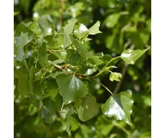 Populus nigra 'Italica' - Italiaanse populier (Kale wortel)