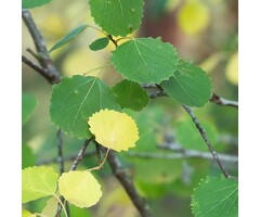 Populus tremula - Ratelpopulier (Kale wortel)