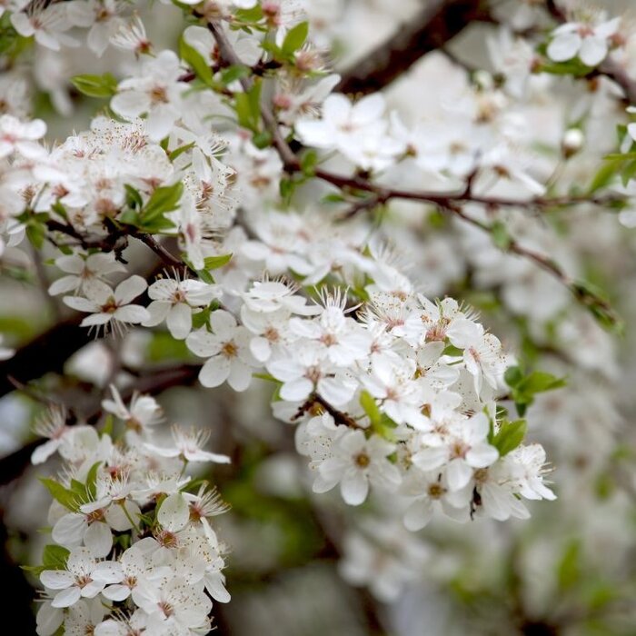 Prunus avium - Zoete kers (Kale wortel) PRE-ORDER