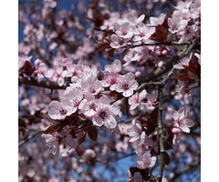 Prunus cerasifera - Kerspruim (Kale wortel)