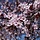 Prunus cerasifera - Kerspruim (Kale wortel) -> PRE-ORDER