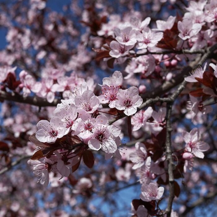 Prunus cerasifera - Kerspruim (Kale wortel)