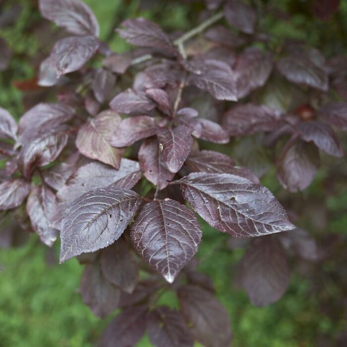 Prunus cerasifera - Kerspruim (Kale wortel)