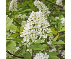 Prunus padus - Gewone vogelkers (Kale wortel)