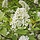 Prunus padus - Gewone vogelkers (Kale wortel) PRE-ORDER
