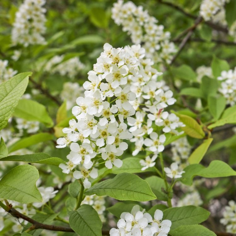 Prunus padus - Gewone vogelkers (Kale wortel) PRE-ORDER