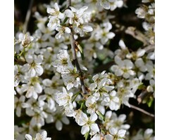 Prunus spinosa - Sleedoorn (Kale wortel)