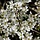 Prunus spinosa - Sleedoorn (Kale wortel) -> PRE-ORDER
