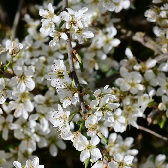 Prunus spinosa - Sleedoorn (Kale wortel) PRE-ORDER
