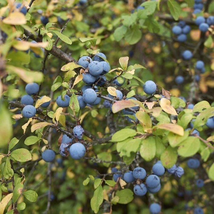 Prunus spinosa - Sleedoorn (Kale wortel) PRE-ORDER