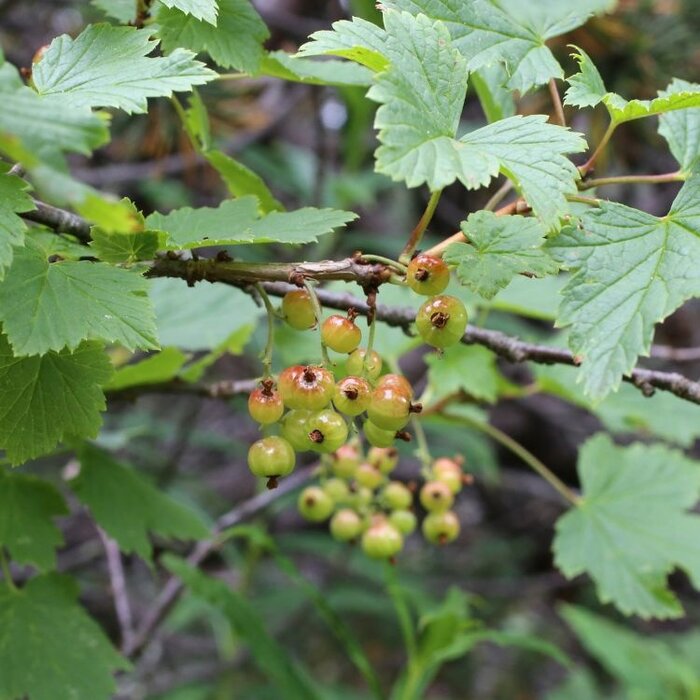 Ribes alpinum 'Schmidt' - Alpenbes (Kale wortel) PRE-ORDER