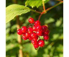 Ribes alpinum - Alpenbes (Kale wortel)