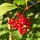 Ribes alpinum - Alpenbes (Kale wortel) -> PRE-ORDER