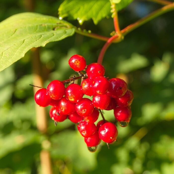 Ribes alpinum - Alpenbes (Kale wortel)