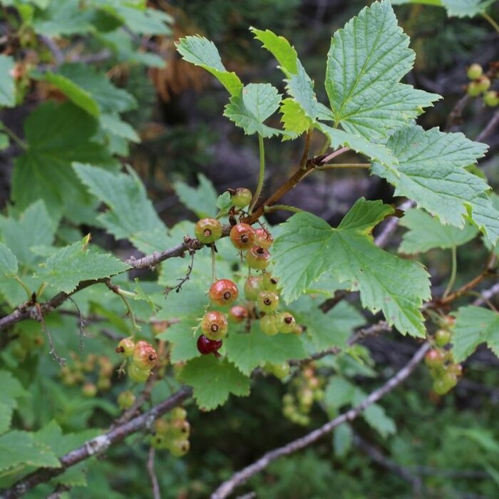 Ribes alpinum - Alpenbes (Kale wortel)